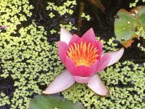 Uniek-Yoga-Sylvia-Kooijman-Aandacht