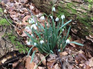 Lente
