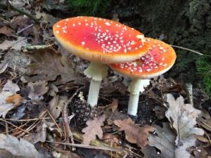Uniek-Yoga-Sylvia-Kooijman-OuderKind-Herfstwandeling Ouder/Kind Herfstwandeling